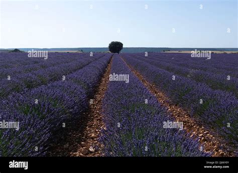 Lavender fields in Brihuega, Guadalajara province, Spain Stock Photo ...