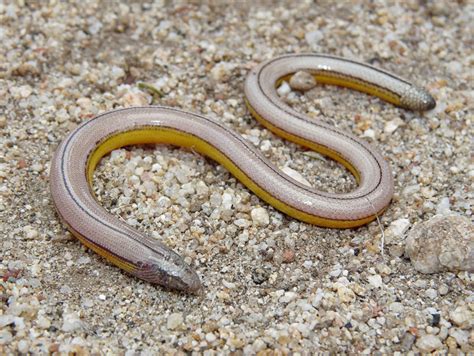 Southern California Legless Lizard – Life List Blog Posts