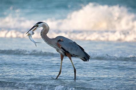 Crane Bird In Water