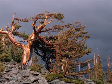 Limber Pine - Rocky Mountain National Park (U.S. National Park Service)