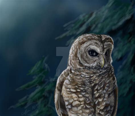 Northern Spotted Owl by SilverFlight on DeviantArt