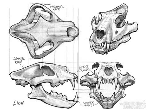 Animal Skull Anatomy