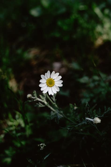 Cotton Flower · Free Stock Photo