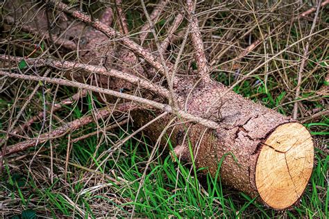 Bark Beetle Damage Spruce Dried - Free photo on Pixabay