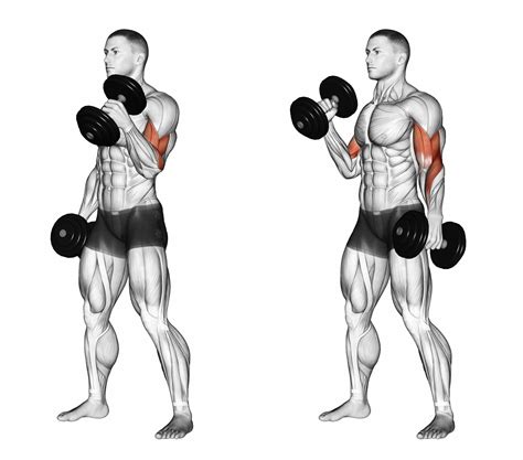 Addition Giving Criminal long head biceps dumbbell exercises Inlay ...