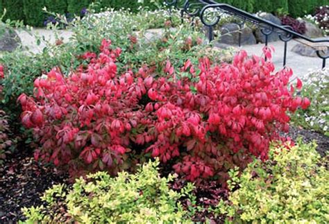 dwarf burning bush and spirea | Burning bush, Burning bush landscaping ...