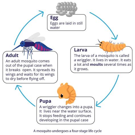 Animal Life Cycle | Primary 4 Science - Geniebook