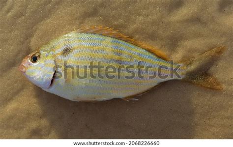 Pinfish Lagodon Rhomboides Fish Blue Yellow Stock Photo 2068226660 | Shutterstock