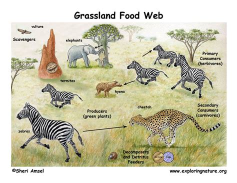 African Grassland (Savanna) Food Web