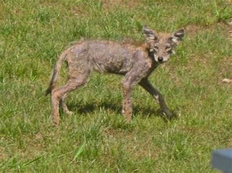 2 sickly coyote pups destroyed by police in Seymour