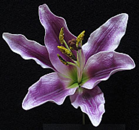 Purple Tiger Lily Flower | ... who love purple this brand new tiger lily may be a good flower ...