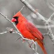 Male Cardinal Bird Photograph by Christina Rollo - Fine Art America