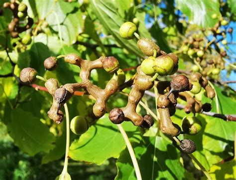 Hovenia dulcis - Japanese Raisin Tree - Jurassicplants Nurseries