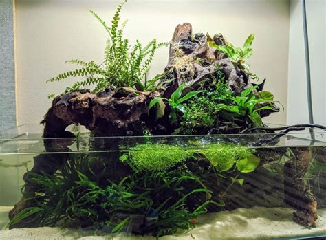 Terrarium Vs. Vivarium Vs. Paludarium