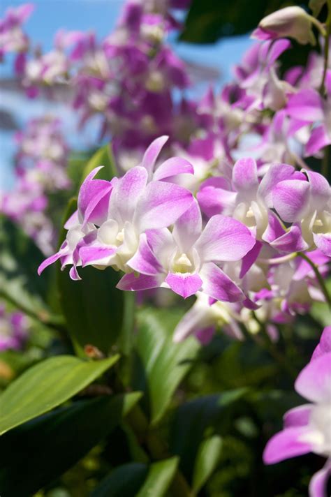 Blooming Hawaiian Orchids of the Month Club