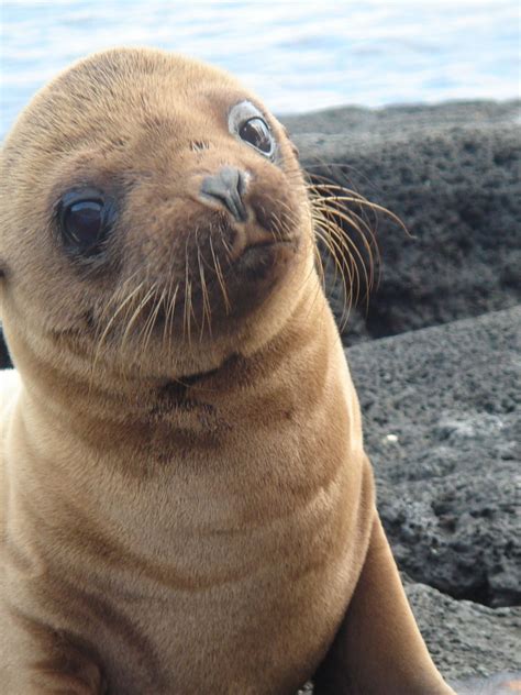 Pin di Wesley Bonnin su Beachinn | Animali, Animali domestici, Cuccioli