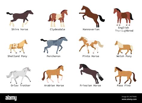 Horse breeds flat set with shetland pony hannoverian welsh arabian ...