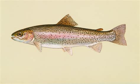 ADW: rainbowtrout5.jpg