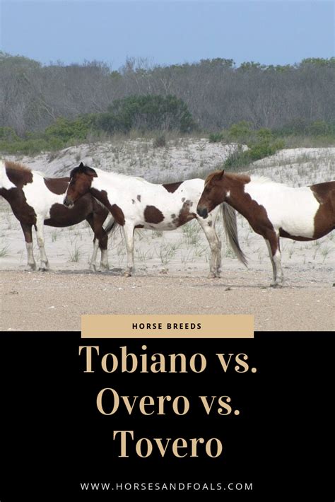 TOBIANO VS OVERO VS TOVERO HORSES | Horses, Horse breeds, Horse painting