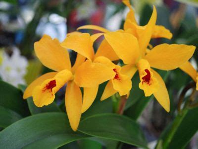 What Is A Spathoglottis Orchid - Information On Ground Orchid Care
