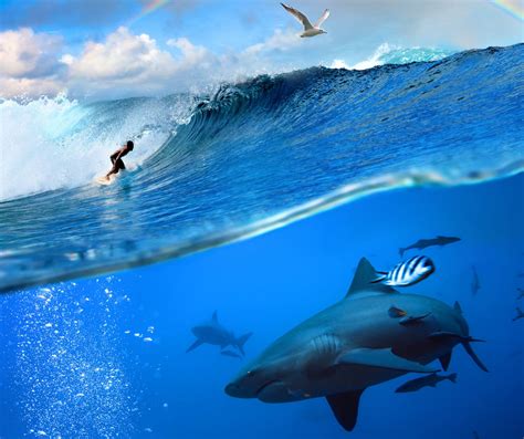 What happens when a shark meets a surfer? - Surfd