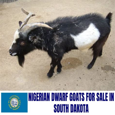 Nigerian Dwarf Goats for Sale in South Dakota: Current Directory of Nigerian Dwarf Goat Breeders ...