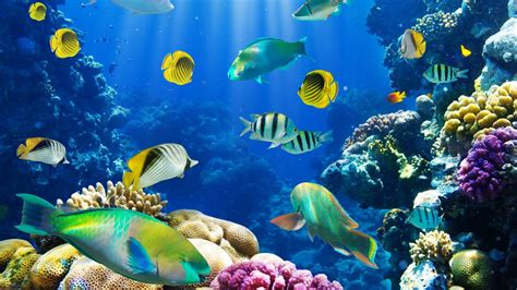 Beautiful Fishes In Water - https://www.highdefwallpaper.com/animals ...