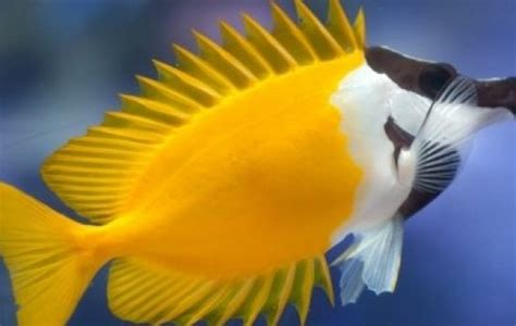 Foxface Lo - Rabbitfish - Siganus vulpinus | Tank Facts