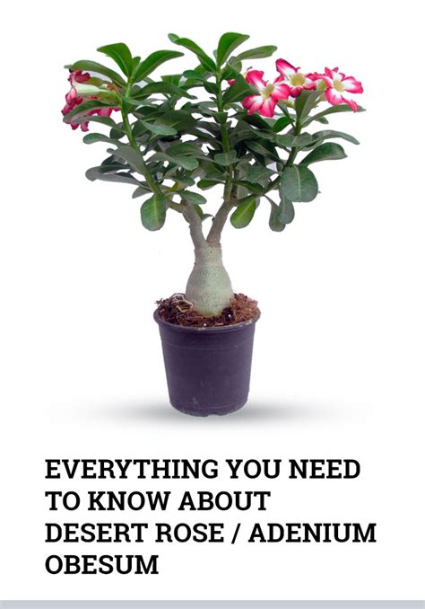 Desert Rose (Adenium Obesum) Plant Care Guide