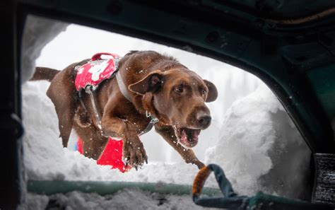 Avalanche rescue dog school in Utah prepares pups to save lives