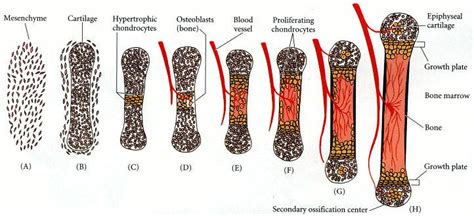 Osteogenesis: Ossificação endocondral