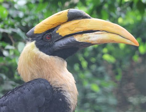 Great Indian hornbill - ZooChat