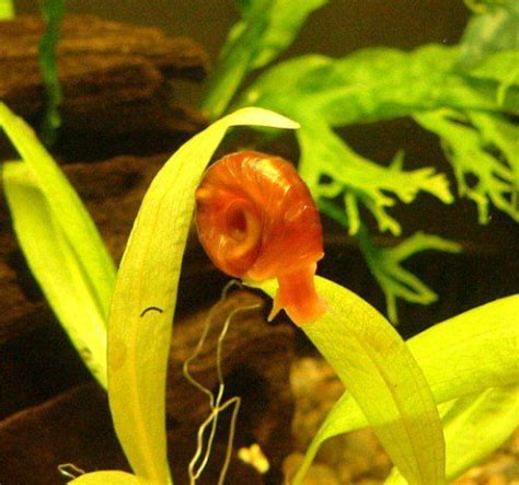 How to Control Pest Snails in a Fish Tank | Aquarium snails, Fish tank ...