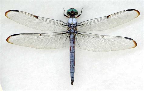 dragonfly wallpapers hd - Clip Art Library