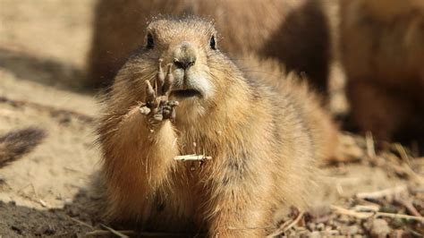 Free photo: Marmot - Animal, Cute, Pet - Free Download - Jooinn