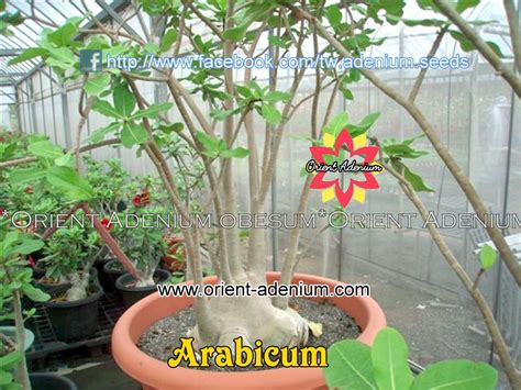 Adenium obesum ARABICUM seeds - Orient Adenium online store