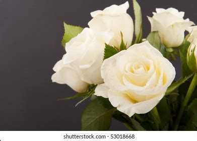 Vase White Roses Funeral Isolated On Stock Photo 53018668 | Shutterstock