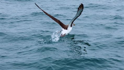 The Enigmatic Albatrosses: Ecology, Threats, and Conservation - NatureGeeky