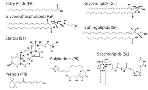 脂质分子的分类 (Lipids Classification) - 知乎