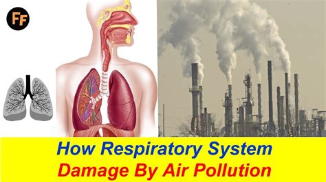 How Respiratory System Damage? Air Pollution Effects on Our Health - Asthma Causes by Air ...