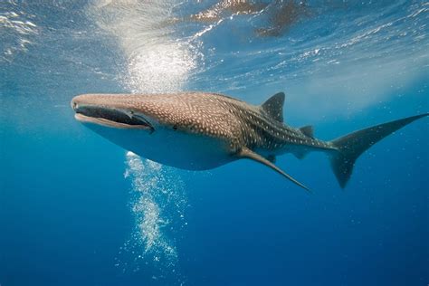 Baby Whale Shark Size