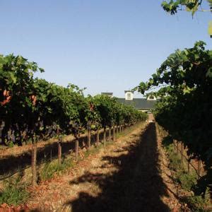 Top Lodi Wineries of 2024 | Wine Country