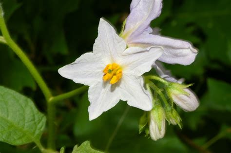 Solanum carolinense (Carolina horsenettle)