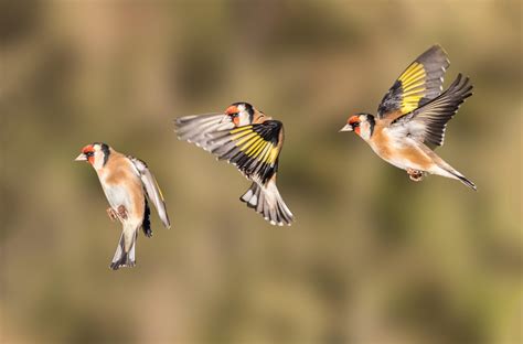 22 Tips for Photographing Birds in Flight | Photocrowd Photography Blog