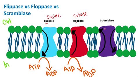 Flippase vs Floppase vs Scramblase | Cell Biology | Biology - YouTube