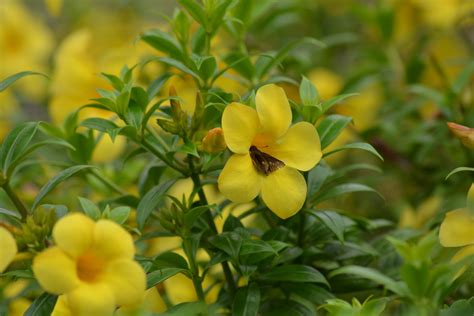 Allamanda catartica