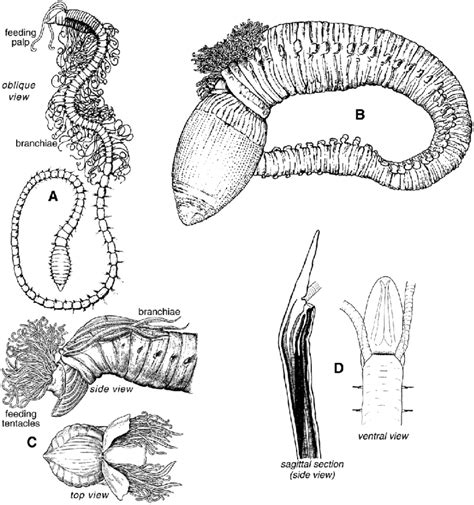 Polychaetes with morphologies suitable for propagating cracks. (A) Many... | Download Scientific ...