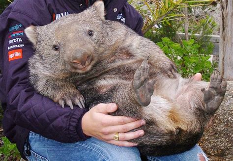 Wombat The Size Of A Rhinoceros, Diprotodon, Found In Australia | HuffPost Impact