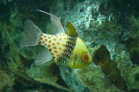 Pajama Cardinalfish Care & Facts (Sphaeramia nematoptera) - SeaLife Planet