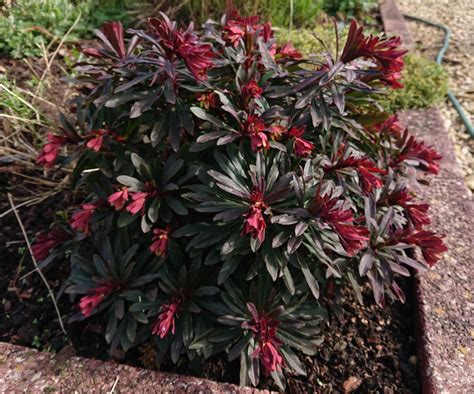 Euphorbia amygdaloides 'Purpurea'